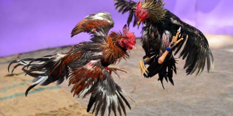 Đá gà Iwin chuyên nghiệp